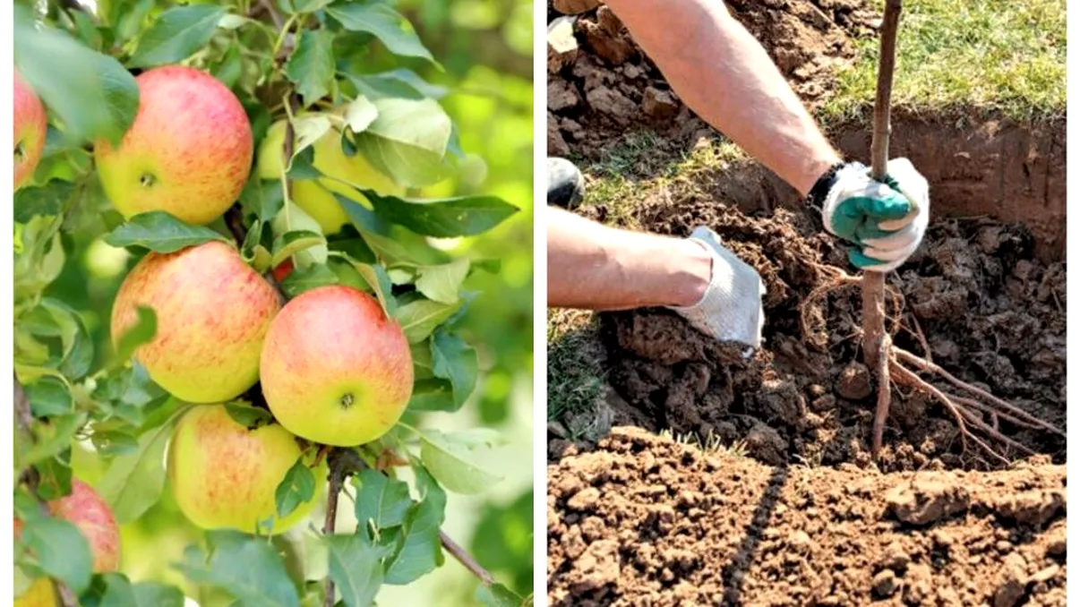 Cum trebuie plantați pomii fructiferi în groapă în luna martie. Secretul grădinarilor prin care vei avea roade bogate