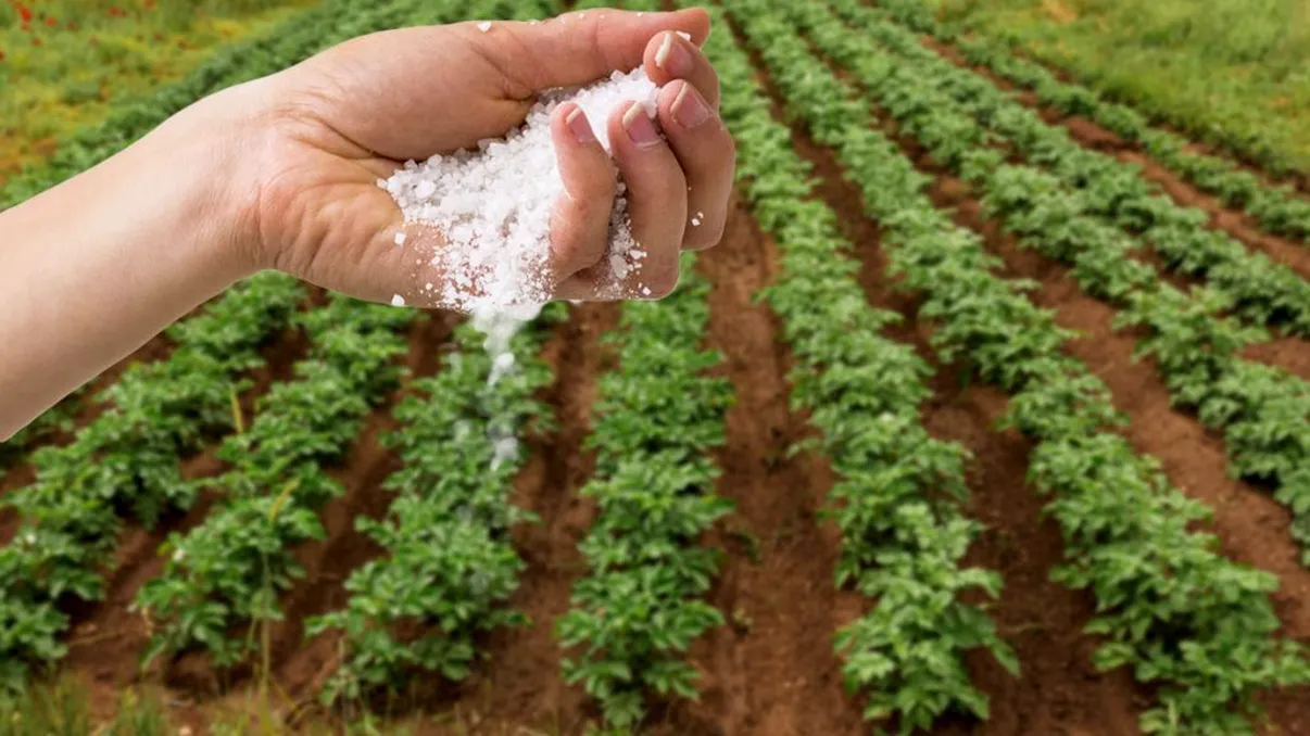 Câtă sare se presară în grădină pentru a scăpa de buruieni. Mare grijă, plantele se pot usca din cauza acestui truc