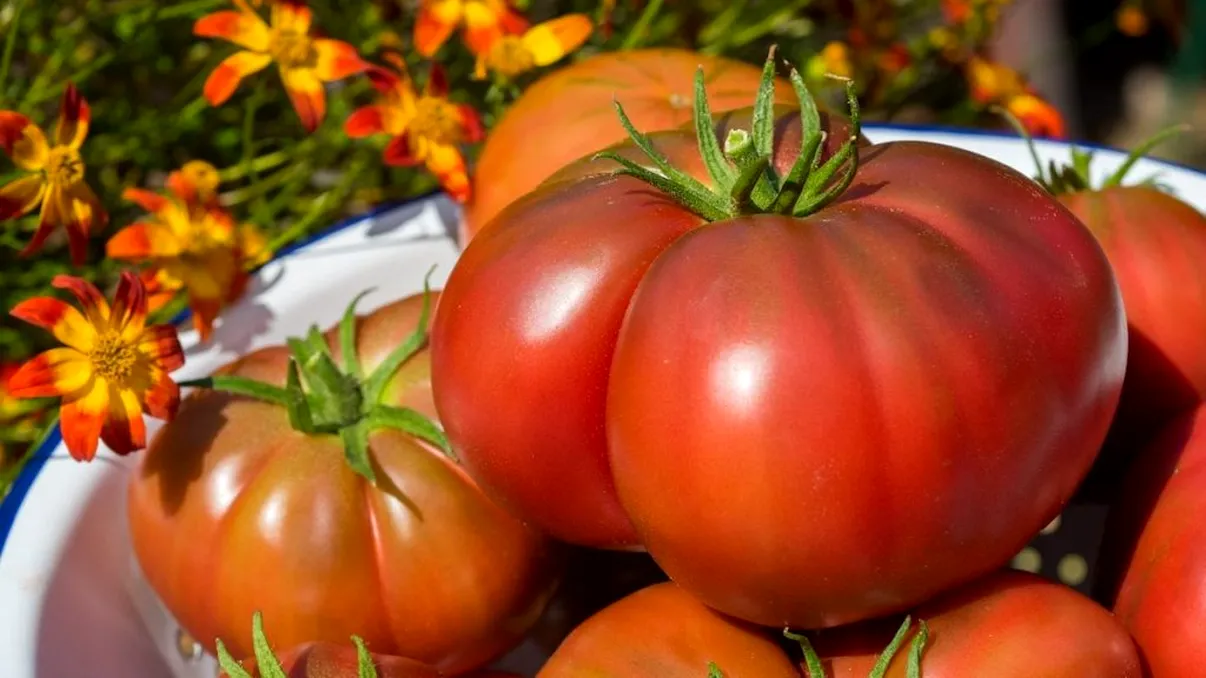 Ce fac gospodarii de la țară pentru roșii mari și zemoase în grădină. Tehnica veche care îți dublează recolta, așa nu vei mai cumpăra legume luni întregi!