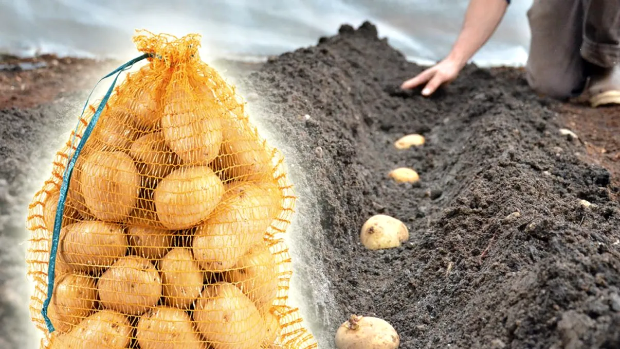 Ce să faci cu cartofii înainte de a-i pune în pământ. Aşa vor ieşi zeci de tuberculi dintr-un singur cuib