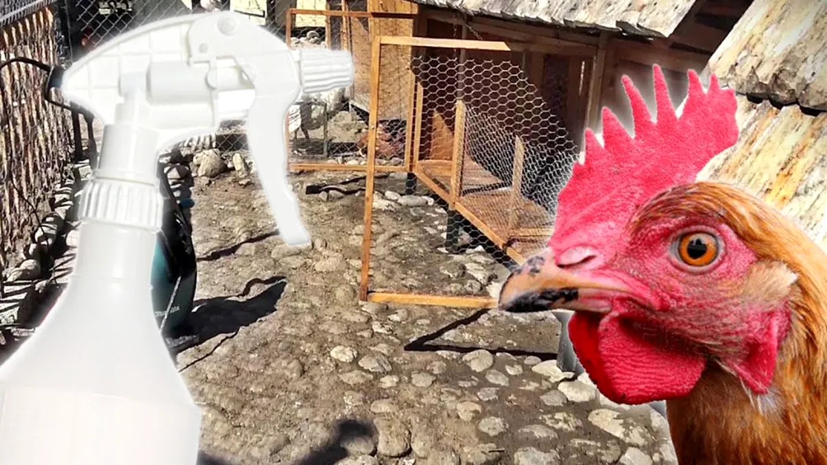 Cu ce să stropești cotețul găinilor în luna aprilie ca să scape de păduchi. Trucul care are rezultate uimitoare