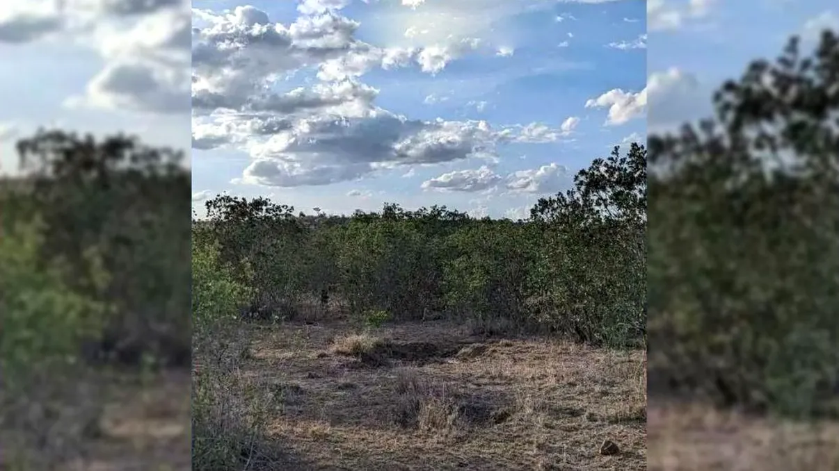 Iluzie optică pentru dimineaţa zilei de marţi. Unde se ascunde leopardul? Ai 5 secunde la dispoziţie să îl vezi!