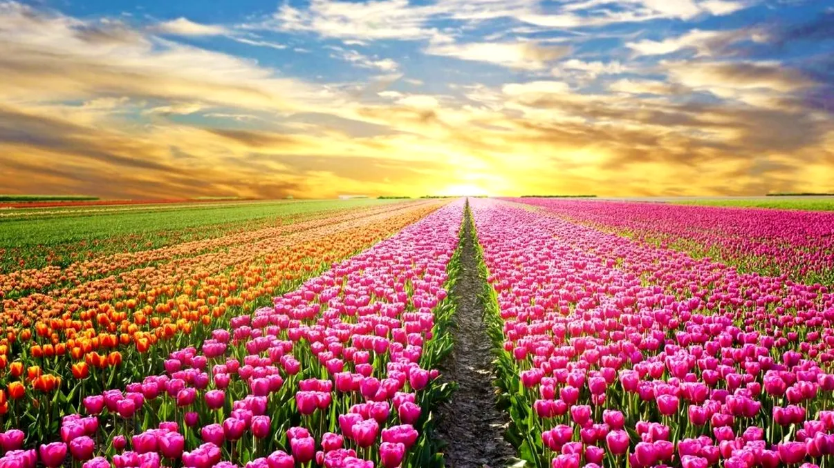 Paradisul colorat aflat la două ore de București, în care te simți ca în Olanda. E un colț de rai cu milioane de lalele