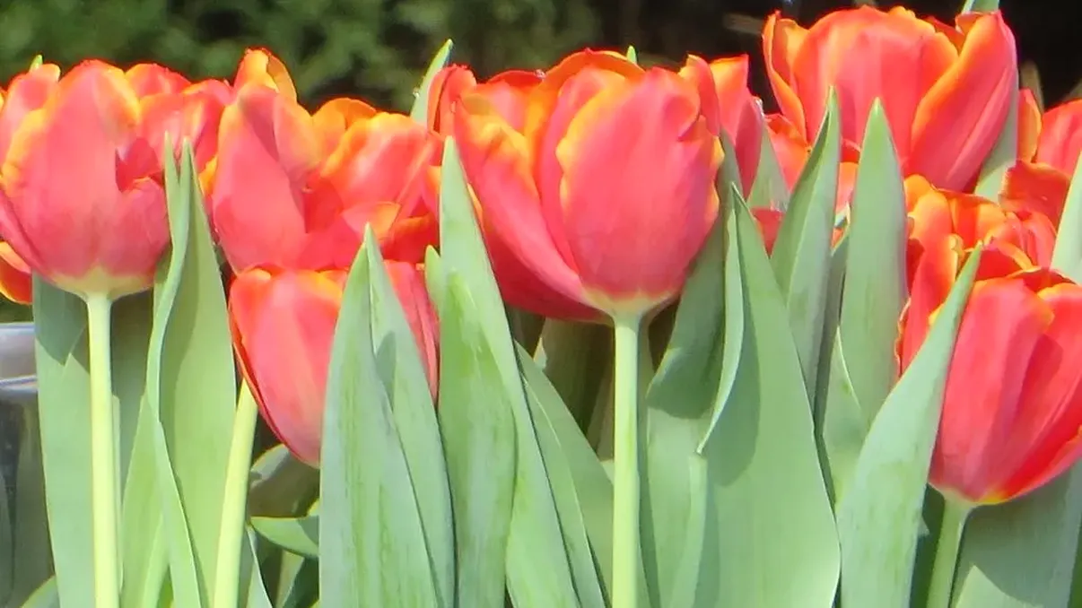 Singura lalea olandeză cu nume românesc. A înflorit pentru prima dată nu departe de București