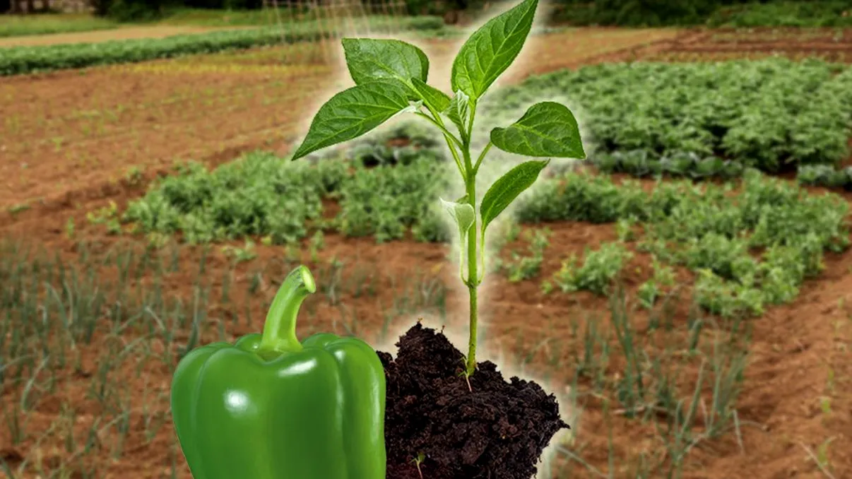 Unde trebuie plantate răsadurile de ardei pentru a nu se ofili în timpul zilei. De asta depinde întreaga recoltă