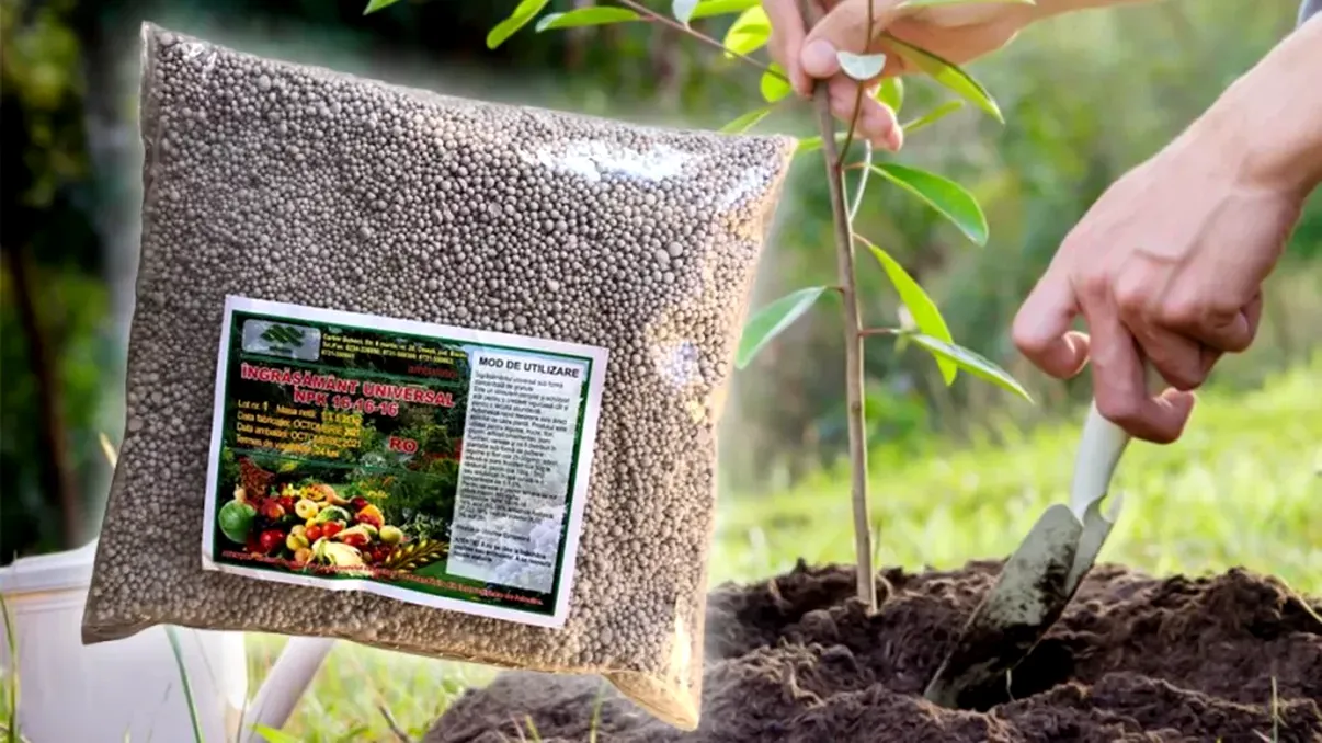 Cum să fertilizezi pomii în luna aprilie, de fapt. Vor avea mai multe fructe