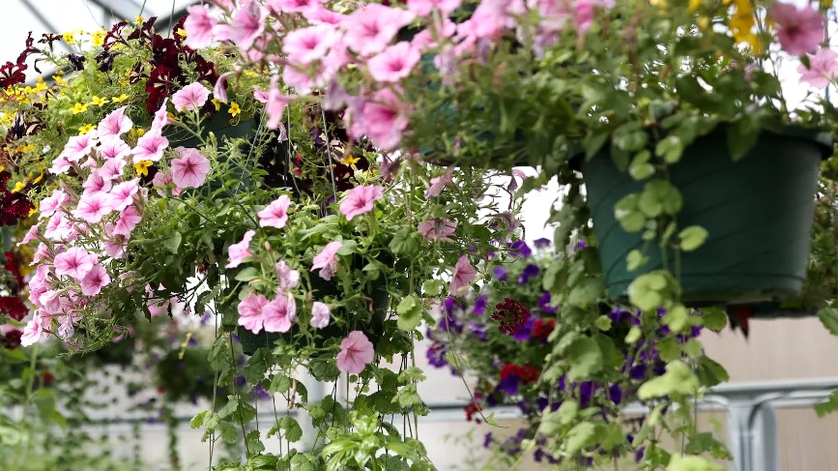 10 flori superbe ideale pentru balcon. Vor înflori toată vara, iubesc soarele