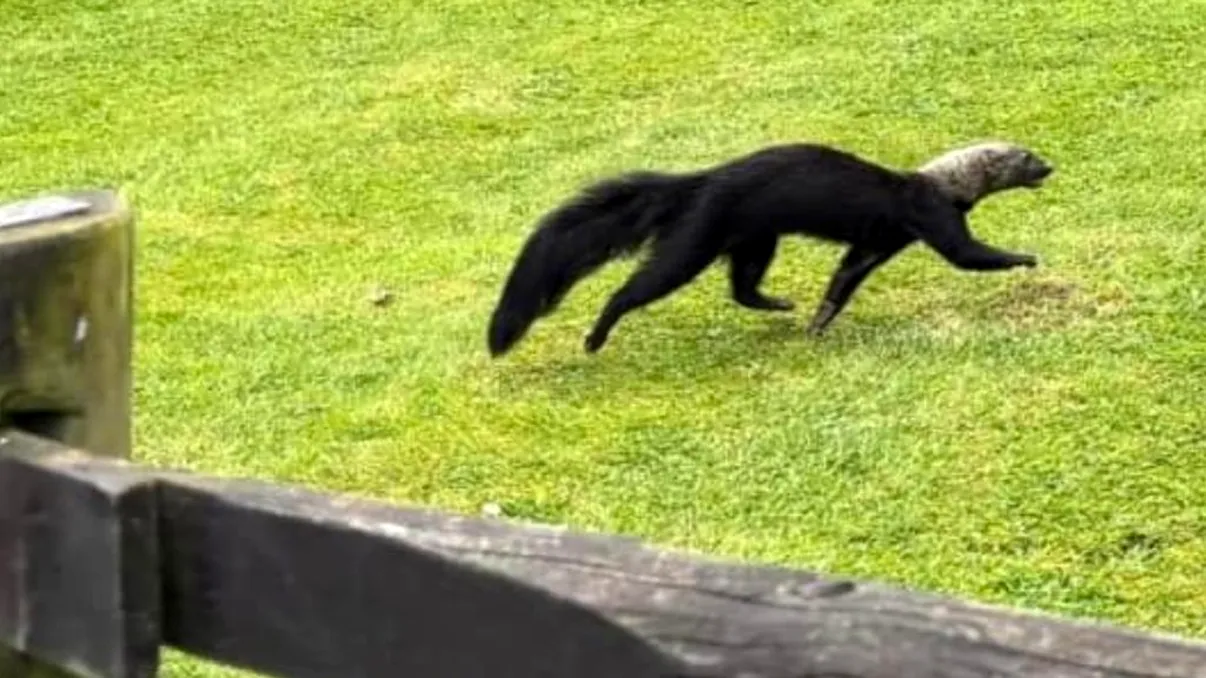 Animalul misterios care a speriat localnicii. Nu seamănă cu nimic din ce au văzut până acum, au scos imediat telefonul mobil pentru a-l filma