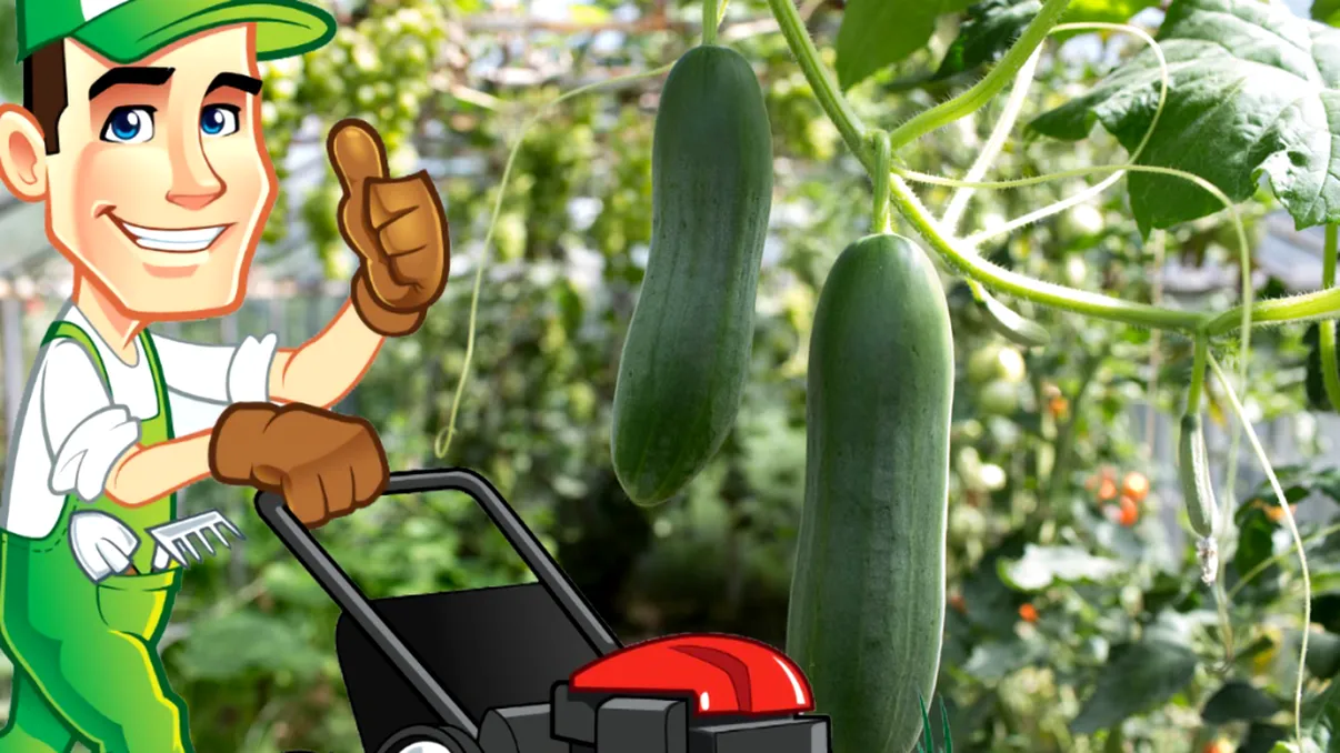 Ce adaugă gospodarii de la țară în pământul răsadurilor de castraveți. Așa obțin recolte bogate și de calitate