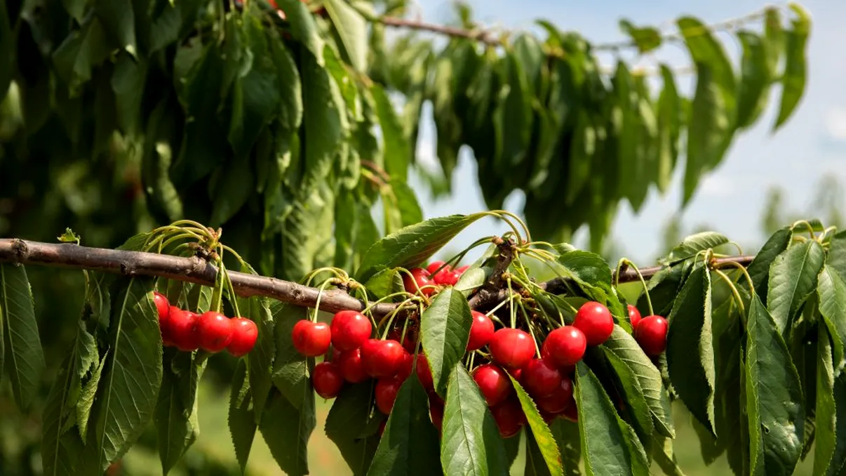 Ce să faci cu cireşii în luna mai pentru a-i feri de boli. Aşa vor avea fructe din plin