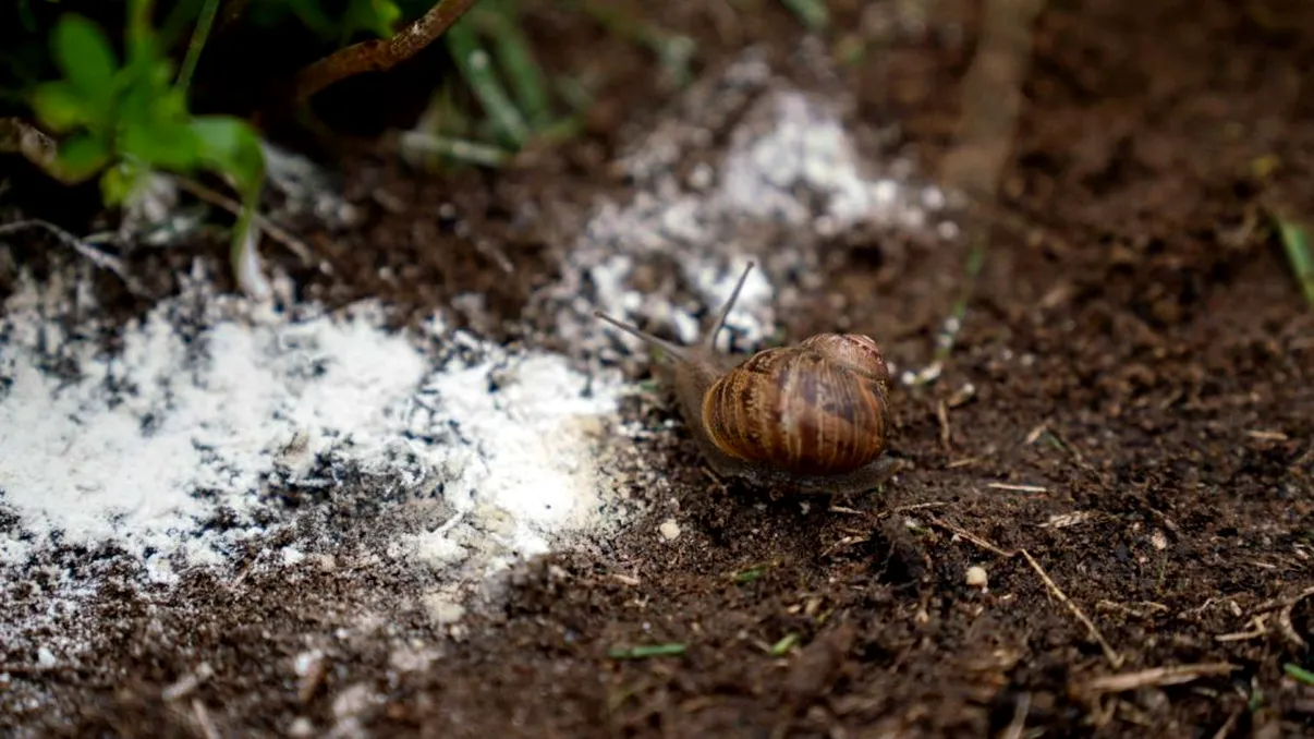 Ce să nu faci niciodată în grădină. 3 greșeli care atrag melcii ca un magnet, îți compromit toată recolta