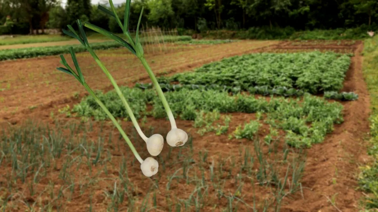 Cele mai bune soiuri de usturoi pe care să le crești în grădina ta. Sunt aromate şi recolta e bogată