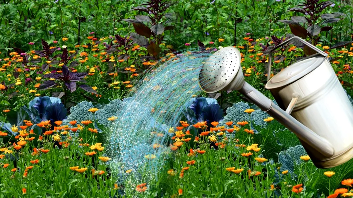 Cum se udă corect plantele din grădină primăvara. Uită tot ce știai ...