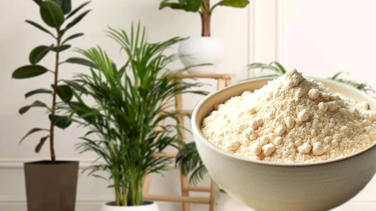 De ce să pui drojdie de bere la plante. Efectul e fabulos, gospodarii de la țară sunt încântați de rezultate