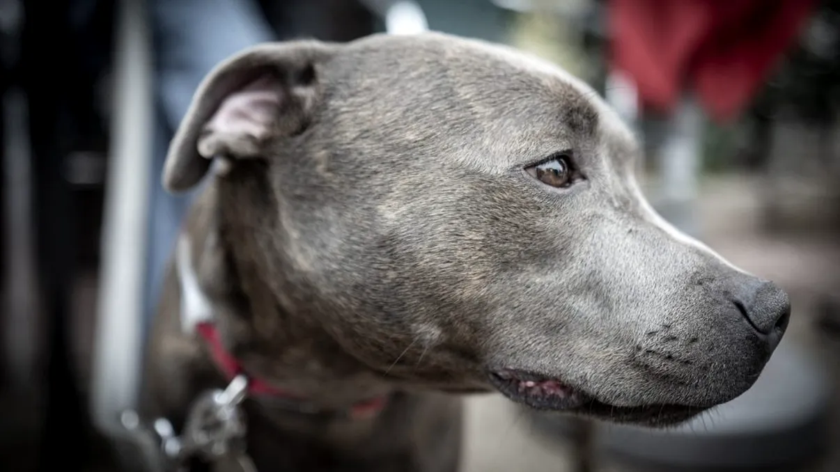 Top 5 cele mai periculoase rase de câini. Sunt loiali, puternici, dar şi fioroşi