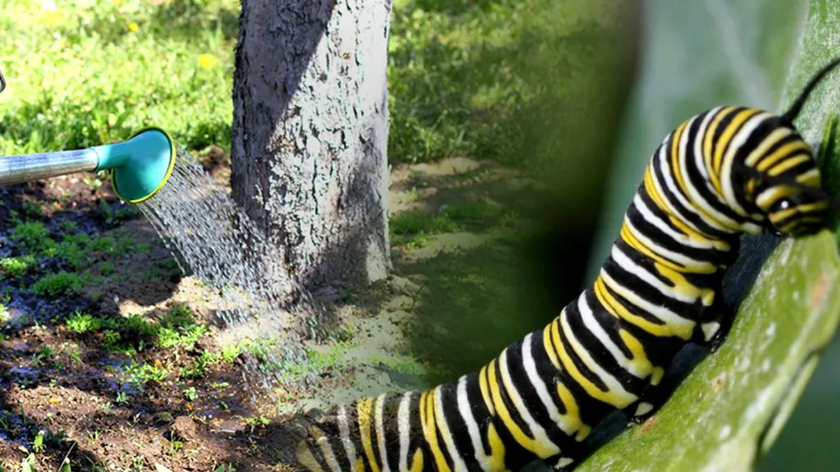 Trucuri împotriva omizilor de pe pomii fructiferi. Ce soluție să folosești