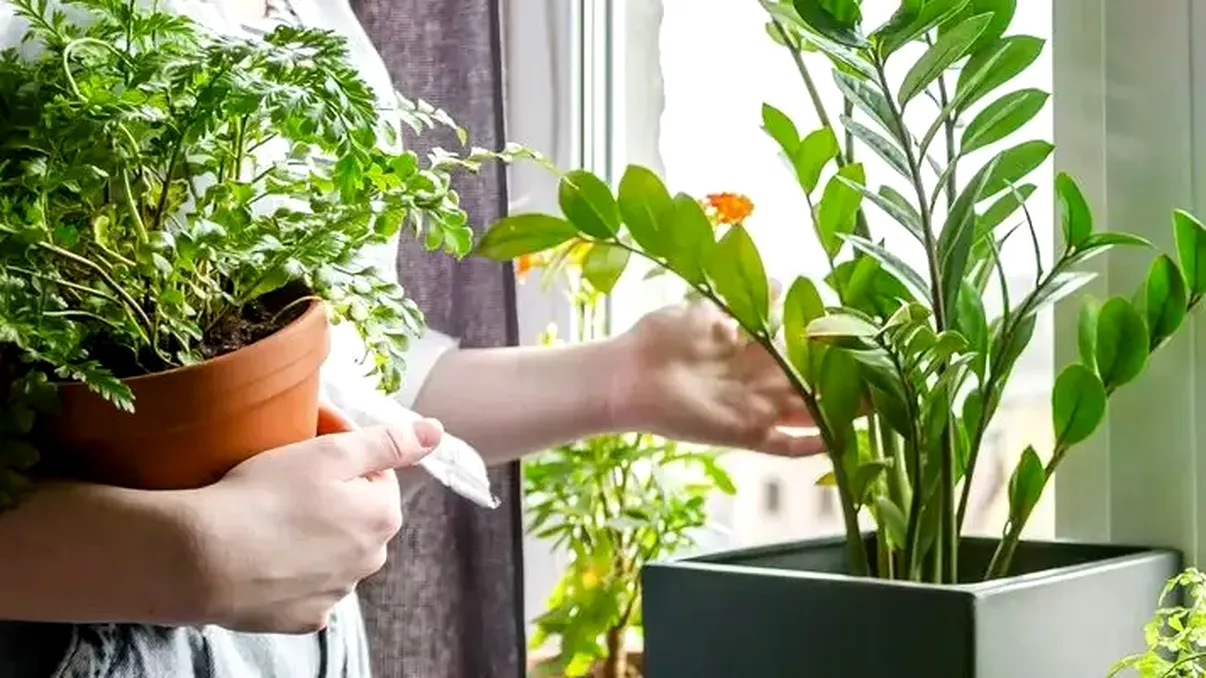 Top 4 plante de apartament care îţi dau energie. Îţi schimbă starea de spirit în bine, unde să le ţii