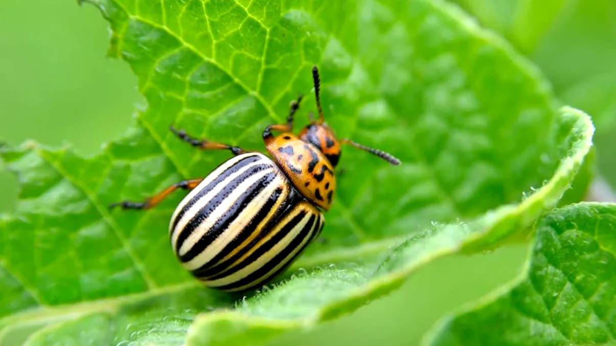 Cel mai bun insecticid natural pentru cartofi. Așa îi scapi de gândacii de Colorado