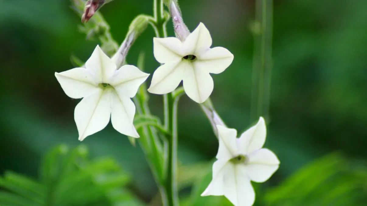 Floarea care îndeplinește dorințe. Se roagă pentru sporul casei toată vara