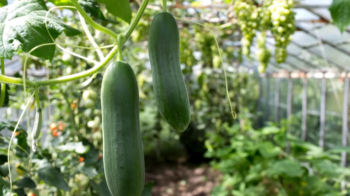 Ingredientul de 1 leu cu care să uzi castraveții toată vara. Gospodarii de la țară îl folosesc de ani buni pentru recolte uriașe