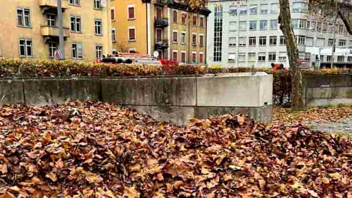 Test optic doar pentru cei cu IQ ridicat! Ești un adevărat geniu dacă găsești în 6 secunde cățelul din imagine