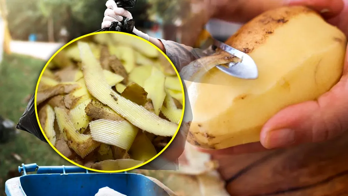 10 utilizări surprinzătoare ale cojilor de cartofi. Nu te-ai fi gândit să le folosești așa, vei regreta că le-ai aruncat la gunoi