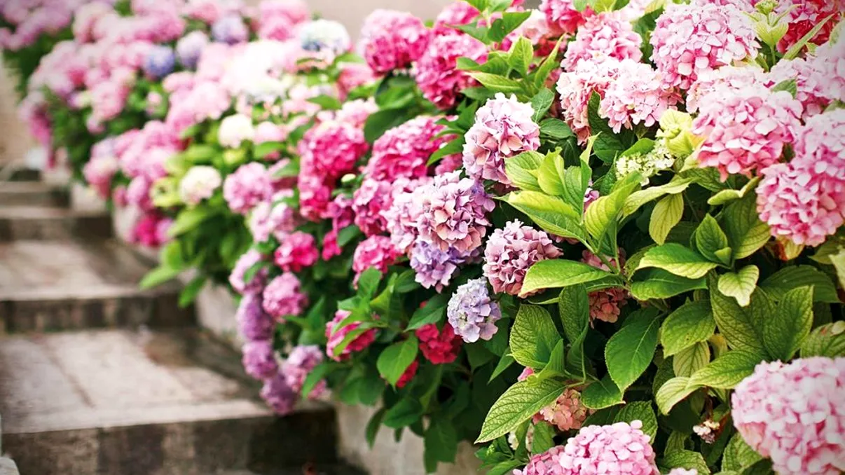 Amestecul cu care să stropești toamna hortensiile. Vor înflori spectaculos an de an