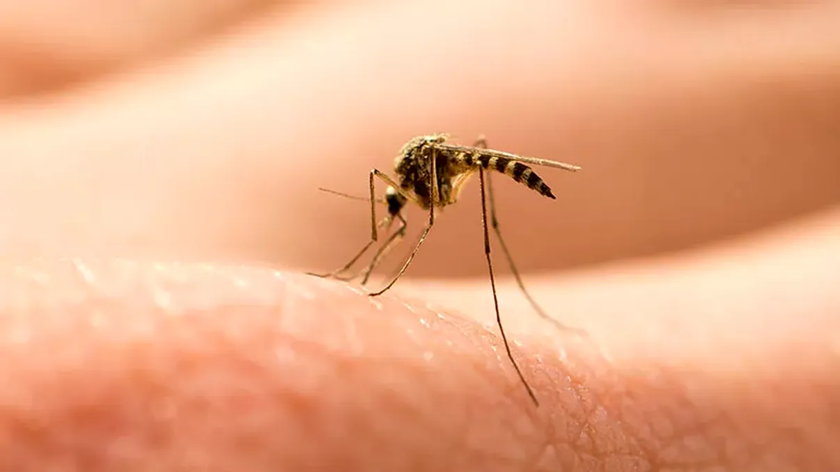 Culorile care țin departe țânțarii. În ce trebuie să te îmbraci ca să scapi de înțepăturile insectelor enervante