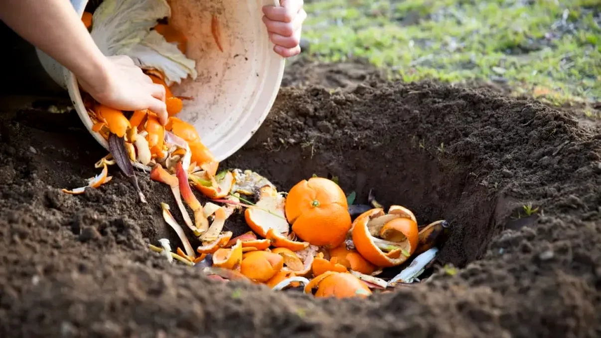 De ce să presari coji de portocale în grădină, în luna august. Trucul te scapă de o problemă uriașă