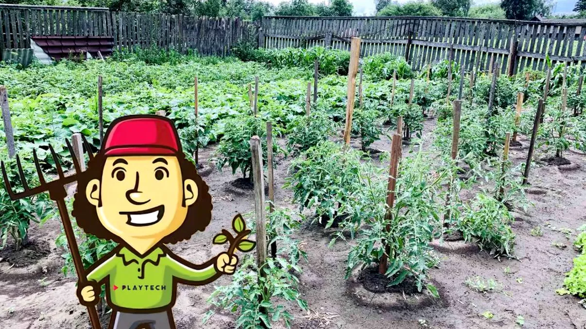 Distanța la care se plantează roșiile de gardul vecinului. Reguli și recomandări de la experți