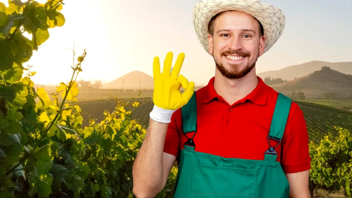 În ce lună se plantează vița-de-vie toamna. Schema agricultorilor pentru recolte bogate