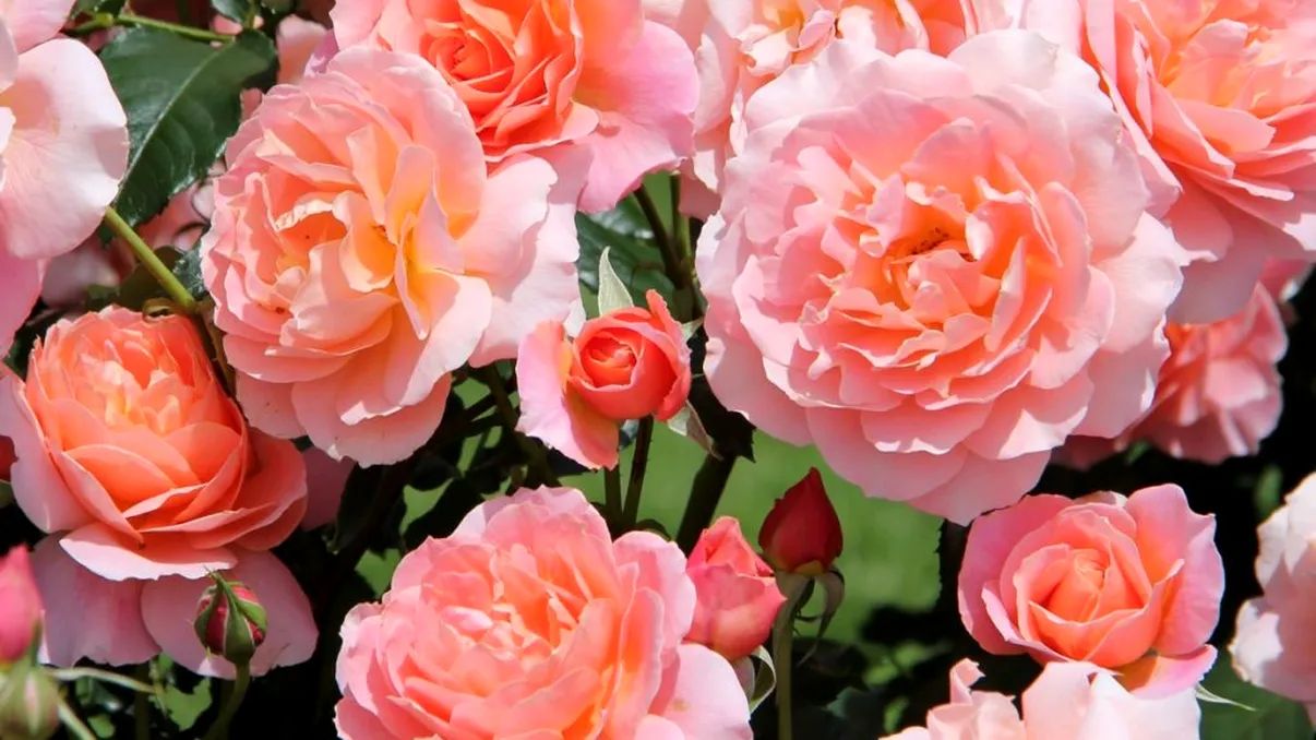 Metoda ieftină care te scapă definitiv de afidele la trandafiri de la prima aplicare. E asul din mânecă al grădinarilor pricepuți