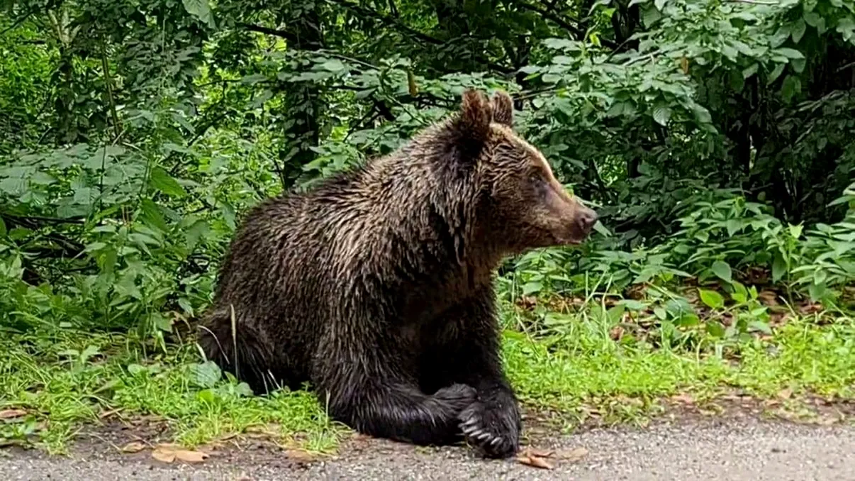 Moment șocant pe Transfăgărășan. Un urs mușcă pur și simplu din geamul unei mașini: „Imaginile sunt un avertisment”