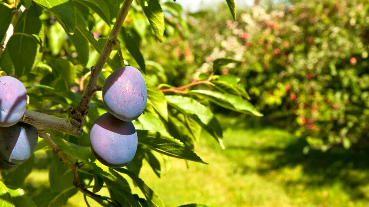 Pomii fructiferi pe care să-i plantezi în august pentru o livadă de vis. Sunt foarte simplu de întreținut, toți vecinii te vor invidia