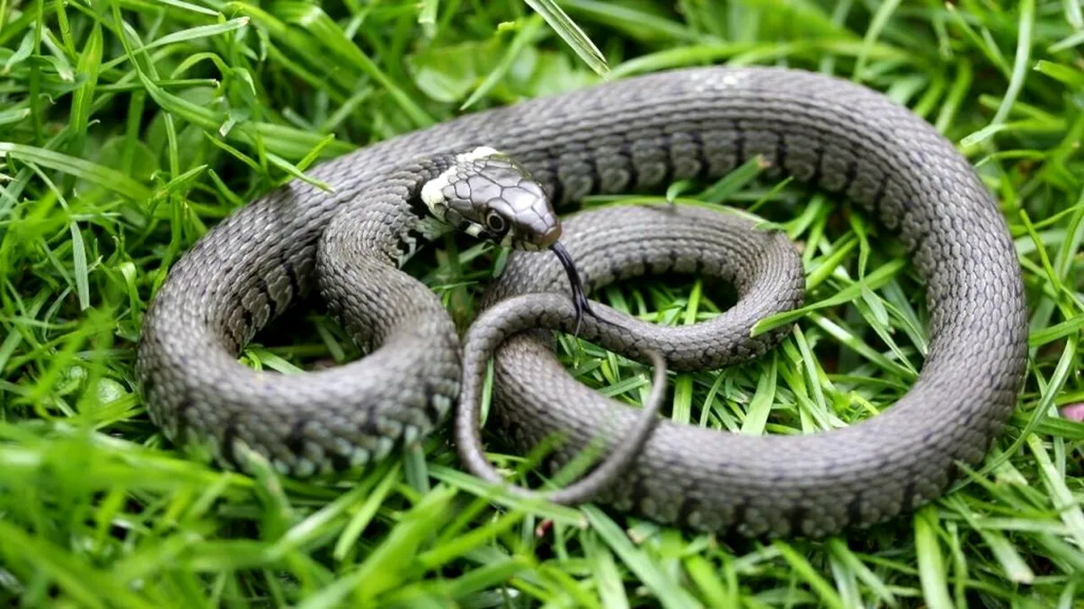 Șarpe de peste 2 metri în casa unor gospodari din Constanța. Au dormit cu reptila fără să știe