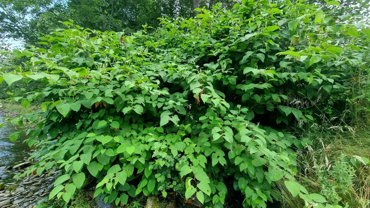 Planta pe care trebuie să o elimini imediat din curte dacă o observi. Se înmulțește foarte rapid și îți poate crea numai probleme