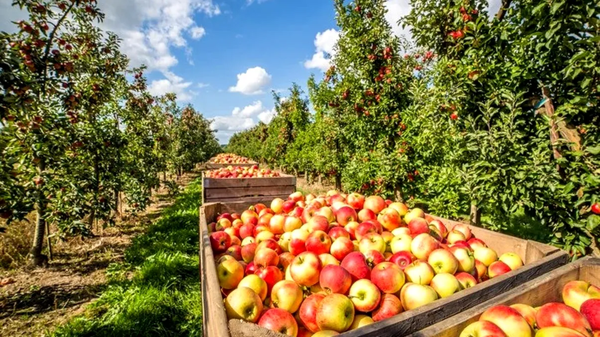 Când se culeg merele în funcție de soi. Ce test trebuie să faci înainte ca să fii sigur că sunt coapte