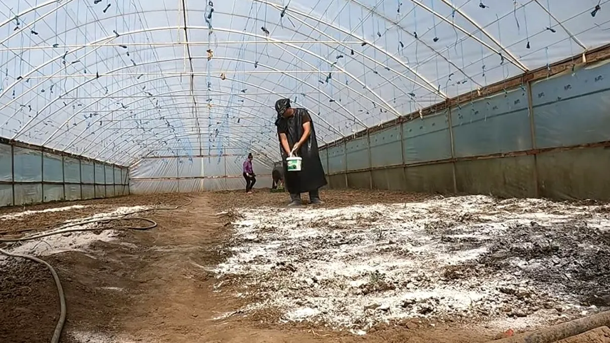 Când se dă cu var pe pământ și de ce este important să faci asta. Rezultatele se văd anul viitor