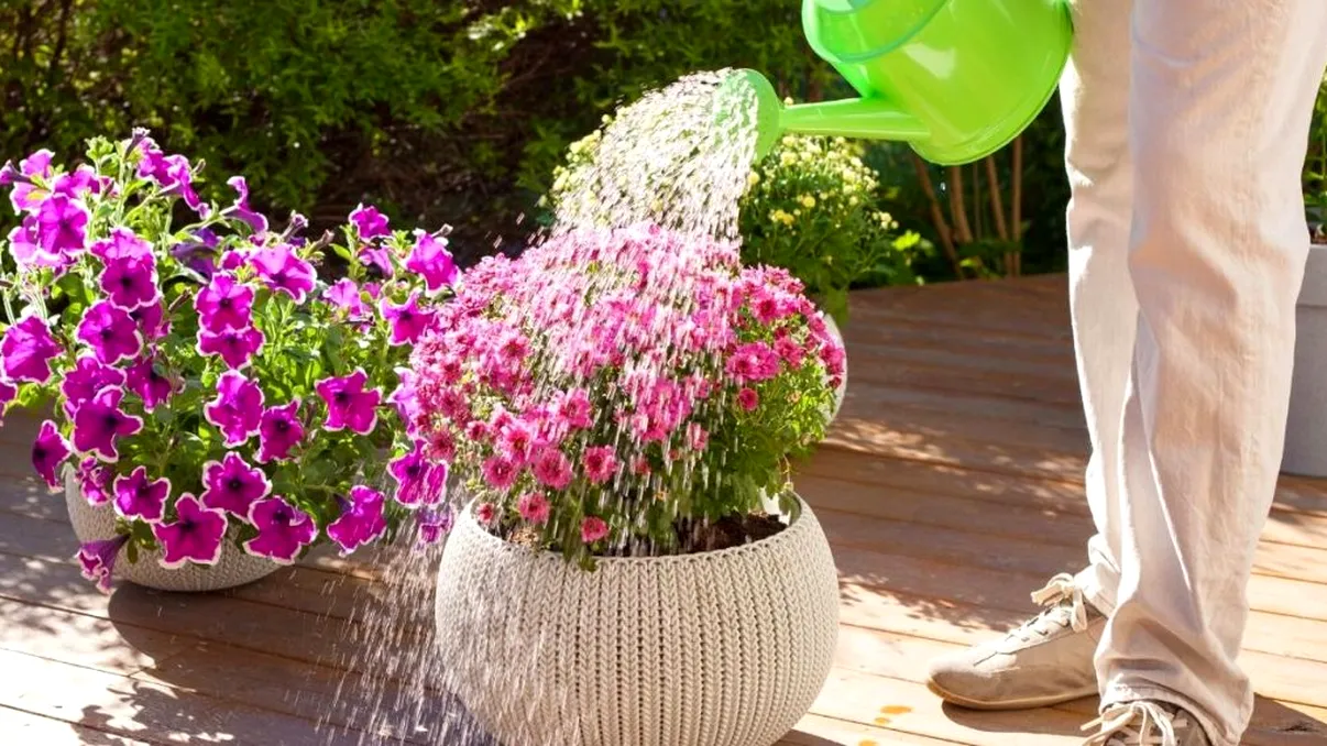 Cât de des trebuie să uzi crizantemele toamna. Așa vor înflori și vor înfrumuseța grădina