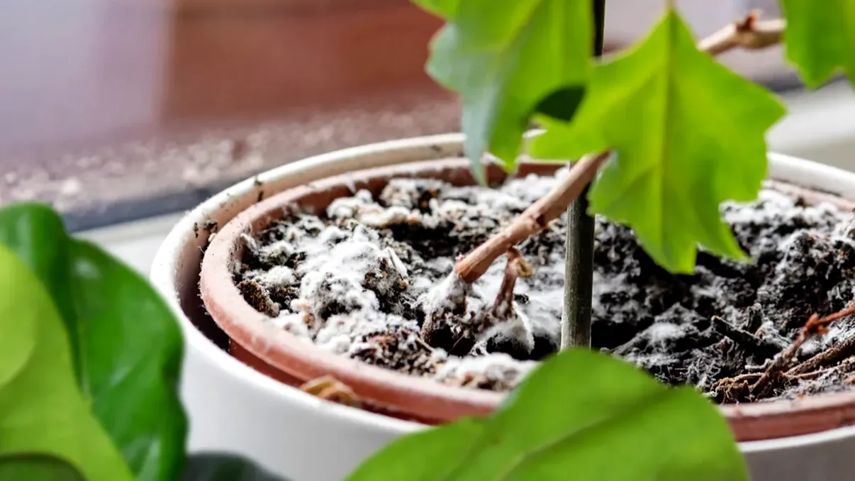 Cum cureți plantele de praf, de fapt. Așa vei evita să rupi frunzele, e mai simplu decât credeai