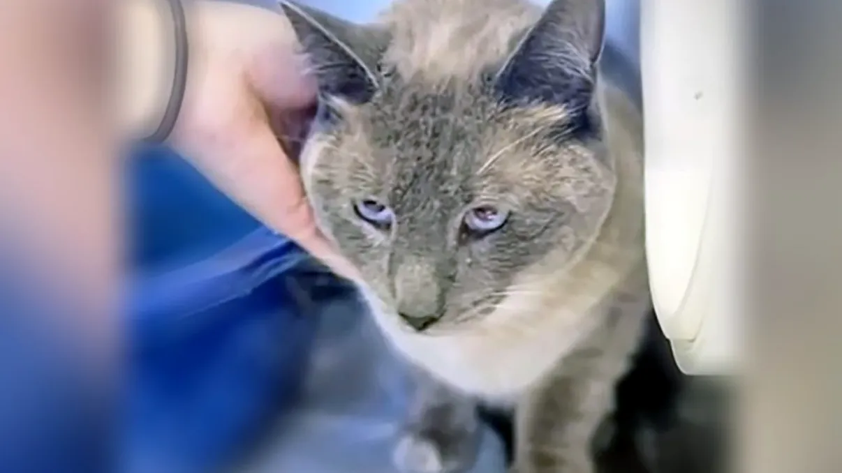 O pisică pierdută de stăpânii aflați în concediu, la peste 1.200 de km de casă, s-a întors singură, traversând 