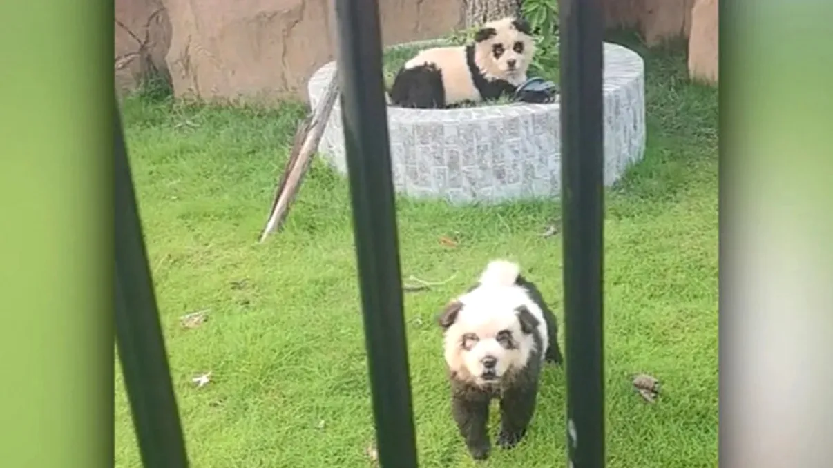 Au crezut tot timpul că admiră urși panda la grădina zoologică. Ce sunt, de fapt, aceste animale, au fost vopsite să pară altceva