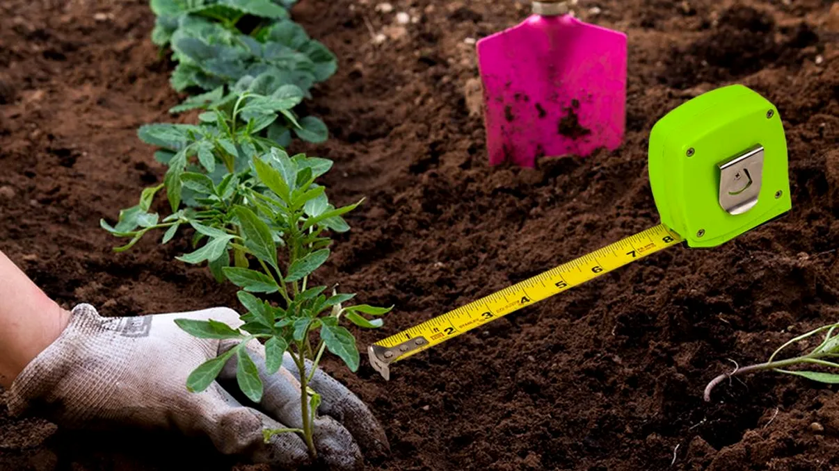 La ce distanță minimă trebuie să plantezi legumele, de fapt. Așa vei avea recolte bogate