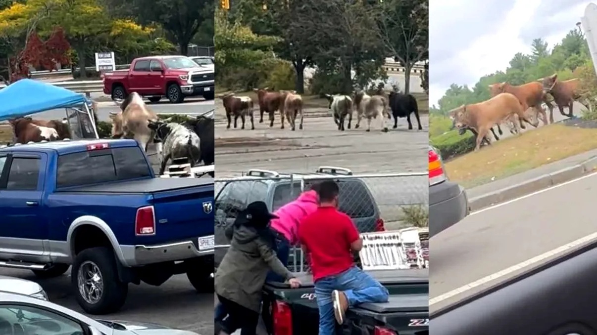 VIDEO cu momentul în care 8 tauri furioși scapă în public de la un rodeo după ce doboară un gard de fier, din Massachusetts, Statele Unite