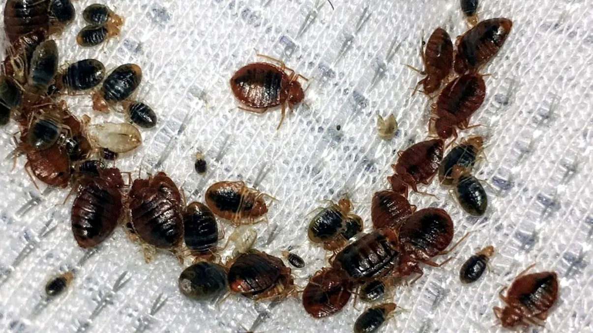 Ingredientul din bucătărie care te scapă definitiv de ploșnițe. Cum trebuie folosit pentru rezultat garantat, nu trebuie să dai bani pe soluții scumpe din comerț