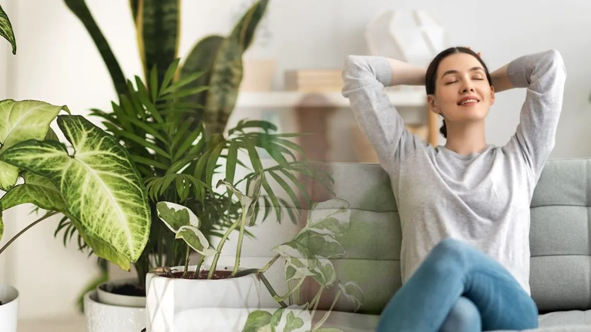 7 plante care purifică aerul din casă când e frig afară și ferestrele sunt închise. Produc o cantitate mare de oxigen în timpul nopții