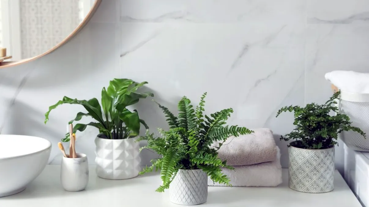 Ce plante se pun în baie, de fapt. Cum trebuie îngrijite în mod corespunzător ca să nu se strice