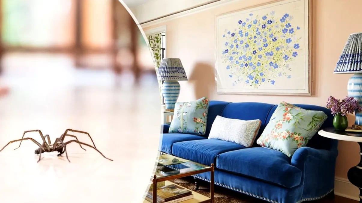 Cum scăpăm de păianjenii care apar pe la colțurile locuinței. Ce îi atrage în interiorul casei