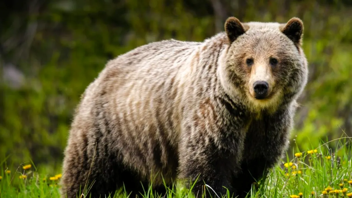 De unde provine expresia ”de ce n-are ursul coadă”, de fapt. Greșeala pe care o fac milioane de români