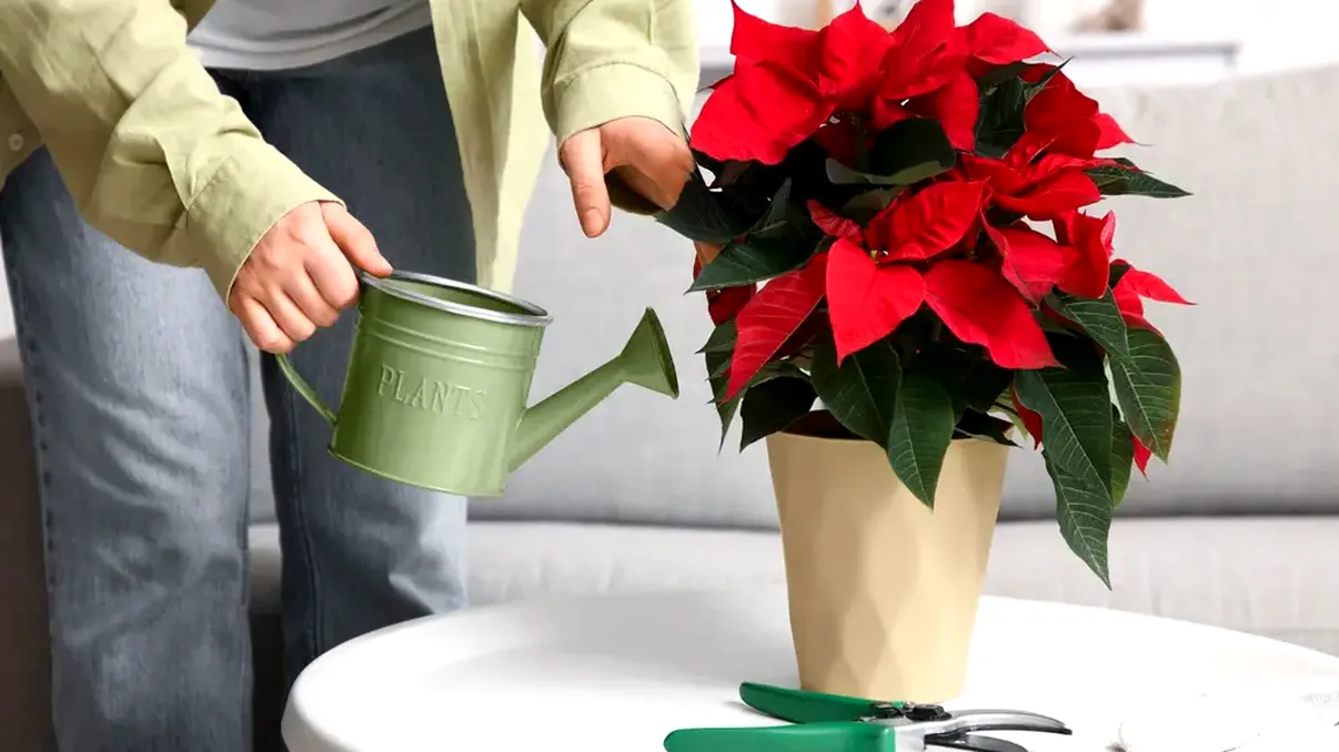 Cu ce să stropești Crăciunița ca să înflorească spectaculos toată iarna